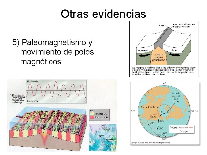 Otras evidencias 5) Paleomagnetismo y movimiento de polos magnéticos 