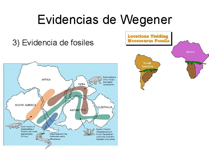 Evidencias de Wegener 3) Evidencia de fosiles 