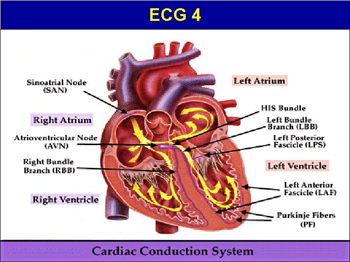 ECG 4 