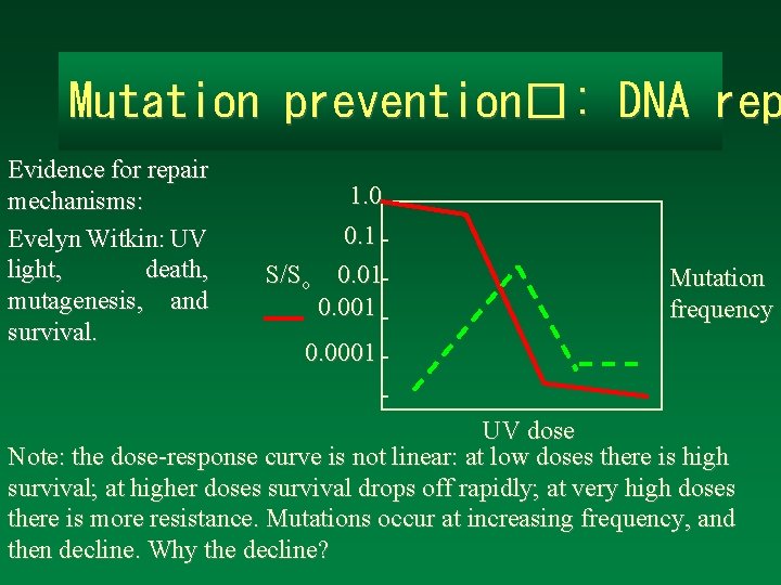 Mutation prevention�: DNA rep Evidence for repair mechanisms: Evelyn Witkin: UV light, death, mutagenesis,