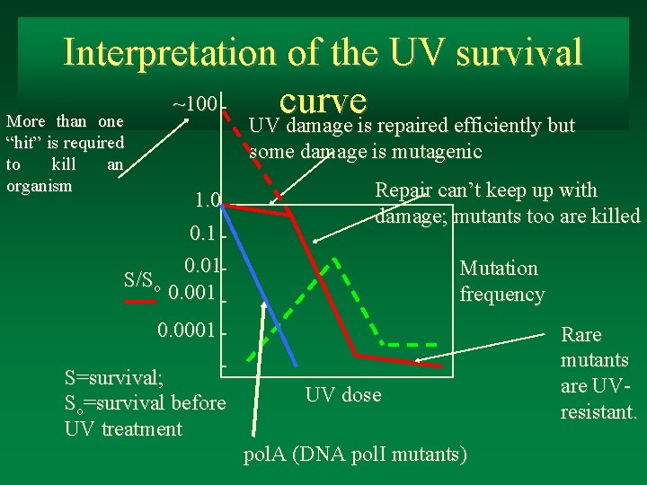 Interpretation of the UV survival ~100 curve More than one UV damage is repaired