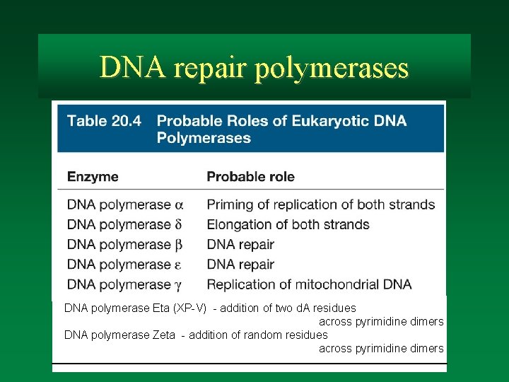 DNA repair polymerases DNA polymerase Eta (XP-V) - addition of two d. A residues