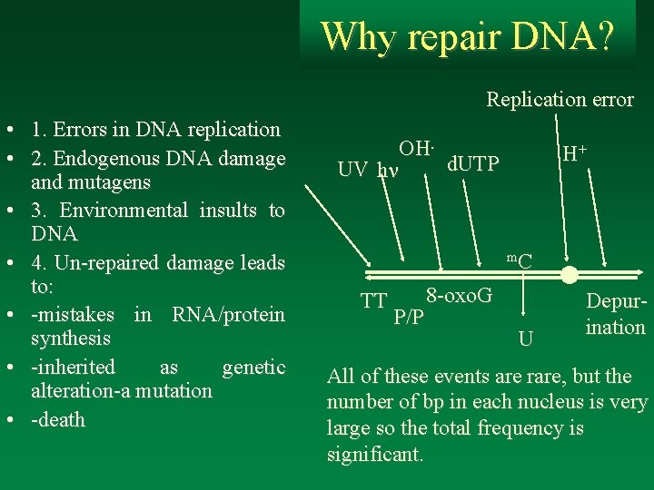 Why repair DNA? Replication error • 1. Errors in DNA replication • 2. Endogenous