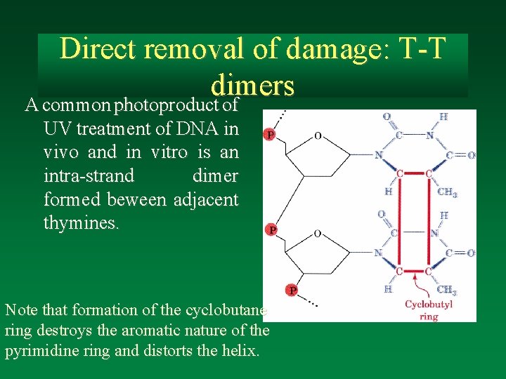 Direct removal of damage: T-T dimers A common photoproduct of UV treatment of DNA