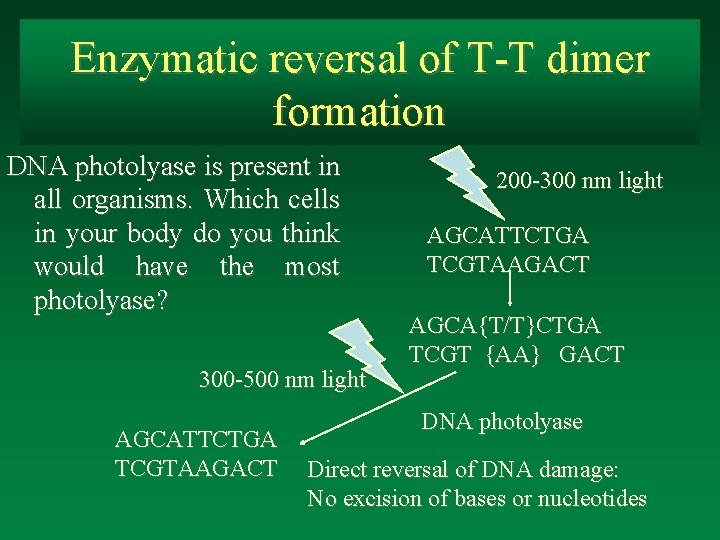 Enzymatic reversal of T-T dimer formation DNA photolyase is present in all organisms. Which