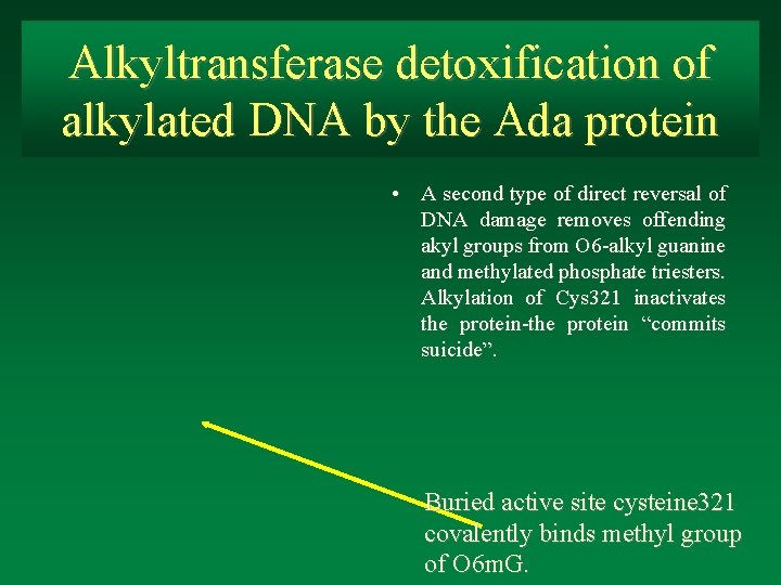 Alkyltransferase detoxification of alkylated DNA by the Ada protein • A second type of