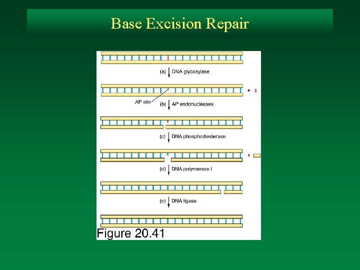Base Excision Repair 