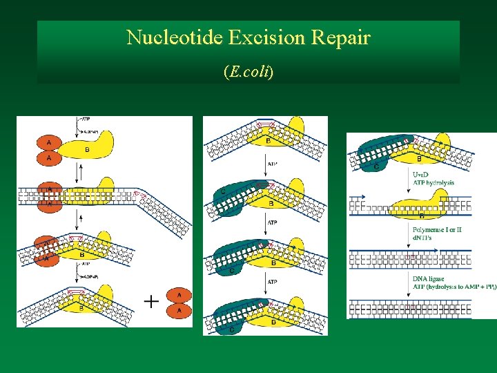 Nucleotide Excision Repair (E. coli) 