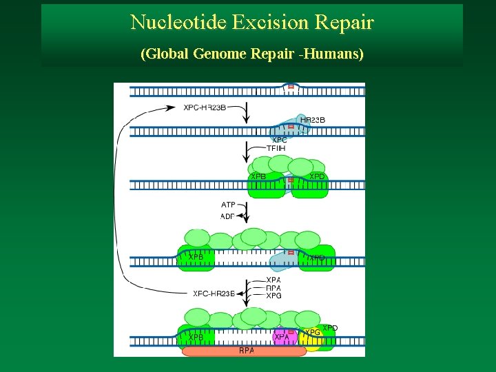 Nucleotide Excision Repair (Global Genome Repair -Humans) 