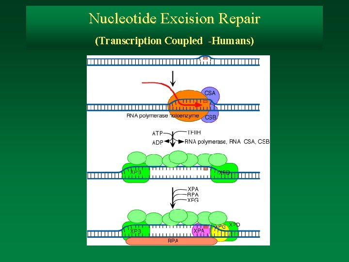 Nucleotide Excision Repair (Transcription Coupled -Humans) 