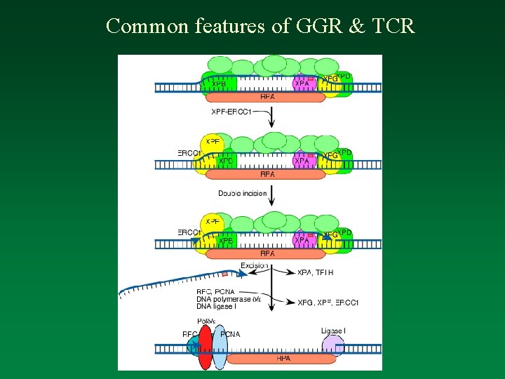 Common features of GGR & TCR 