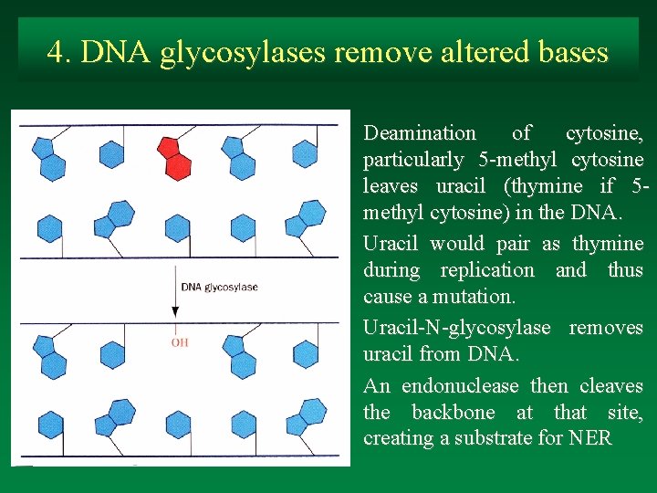 4. DNA glycosylases remove altered bases Deamination of cytosine, particularly 5 -methyl cytosine leaves