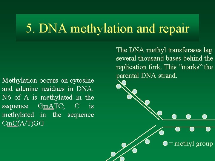 5. DNA methylation and repair Methylation occurs on cytosine and adenine residues in DNA.