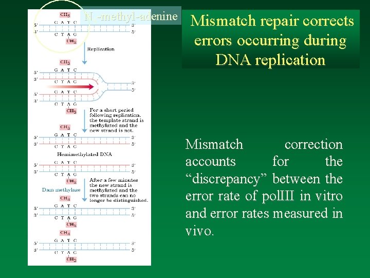 N 6 -methyl-adenine Mismatch repair corrects errors occurring during DNA replication Mismatch correction accounts