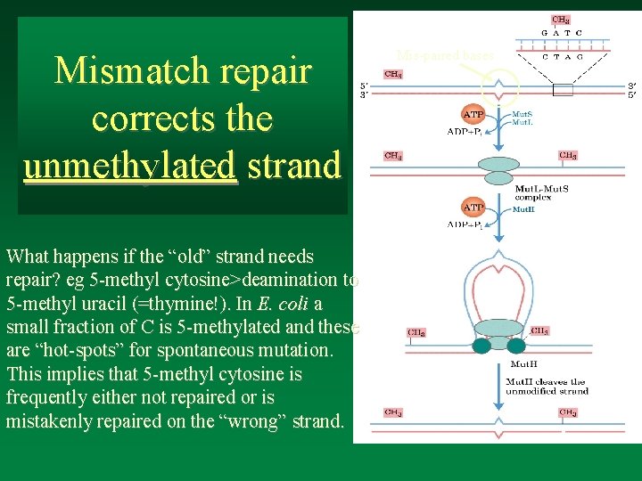 Mismatch repair corrects the unmethylated strand What happens if the “old” strand needs repair?