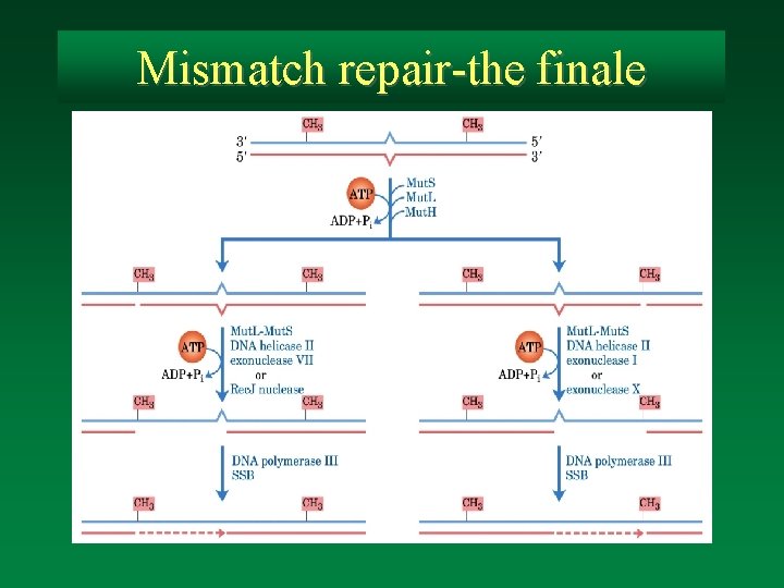 Mismatch repair-the finale 