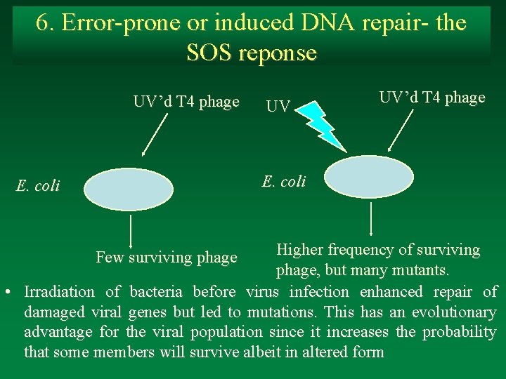 6. Error-prone or induced DNA repair- the SOS reponse UV’d T 4 phage UV