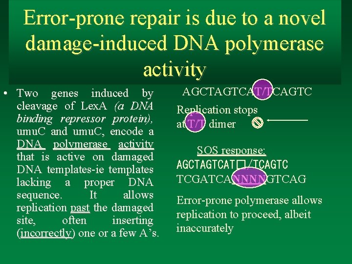 Error-prone repair is due to a novel damage-induced DNA polymerase activity • Two genes