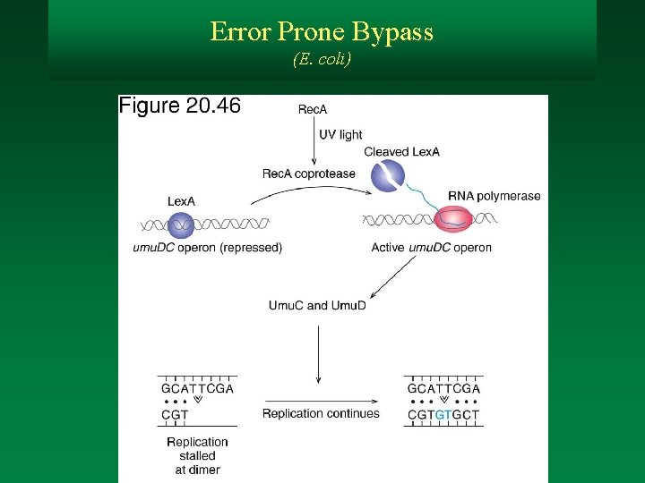 Error Prone Bypass (E. coli) 