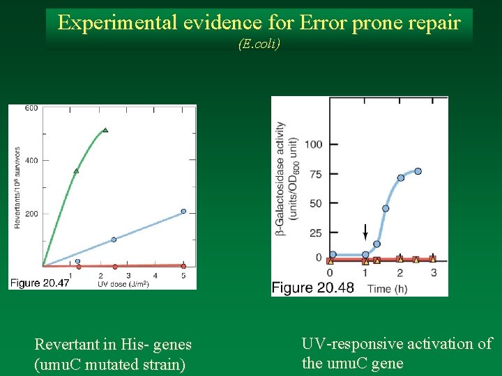 Experimental evidence for Error prone repair (E. coli) Revertant in His- genes (umu. C