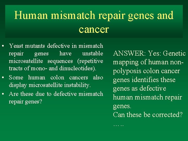 Human mismatch repair genes and cancer • Yeast mutants defective in mismatch repair genes
