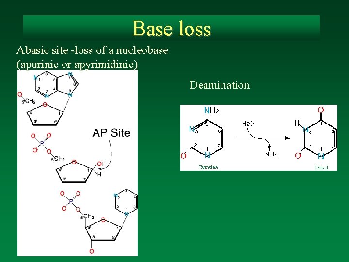 Base loss Abasic site -loss of a nucleobase (apurinic or apyrimidinic) Deamination 