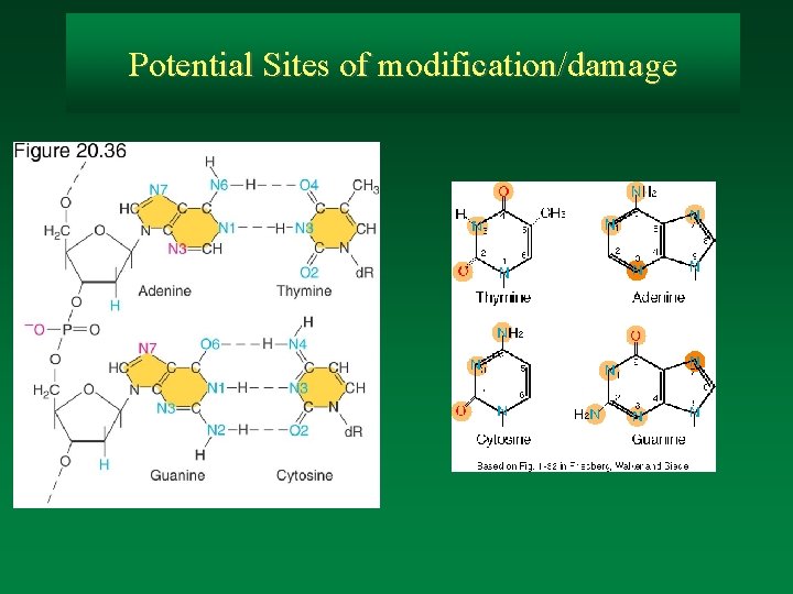 Potential Sites of modification/damage 