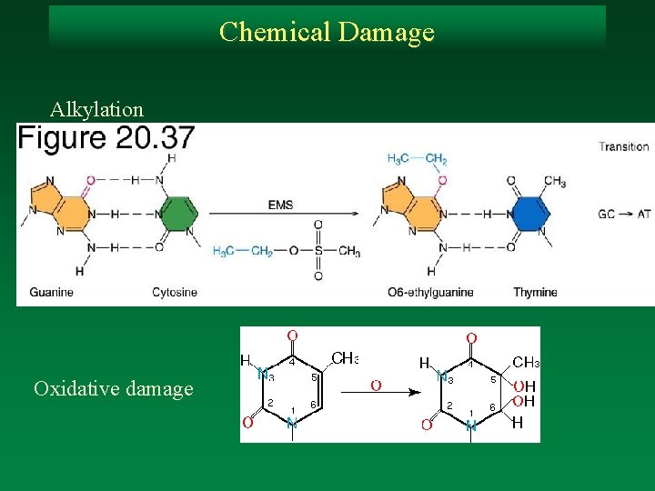 Chemical Damage Alkylation Oxidative damage 