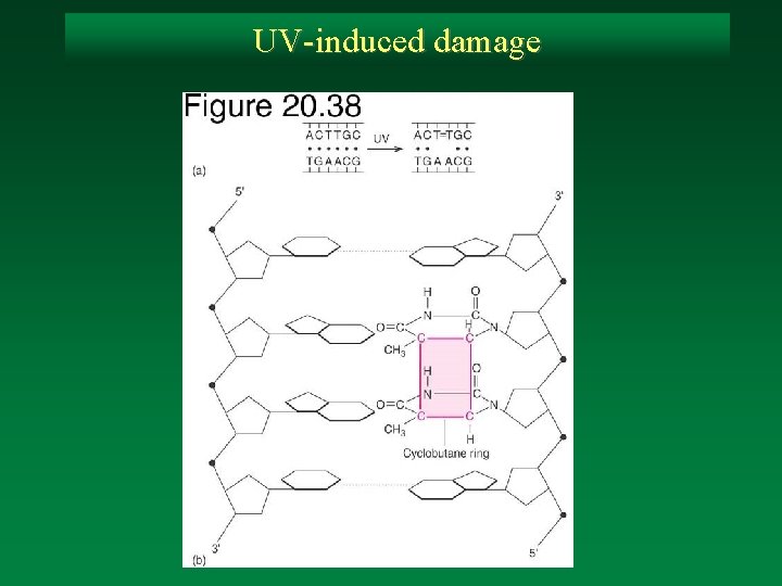 UV-induced damage 