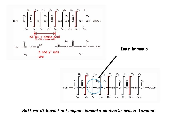 Ione immonio Rottura di legami nel sequenziamento mediante massa Tandem 