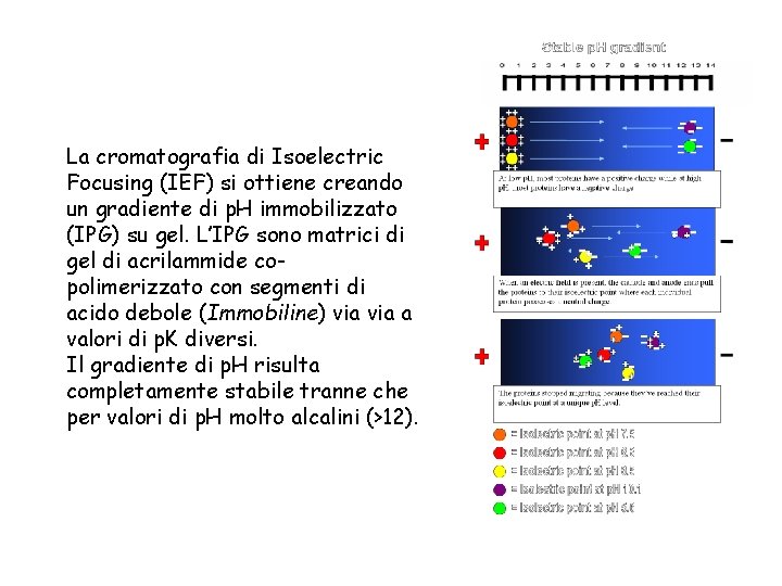 La cromatografia di Isoelectric Focusing (IEF) si ottiene creando un gradiente di p. H