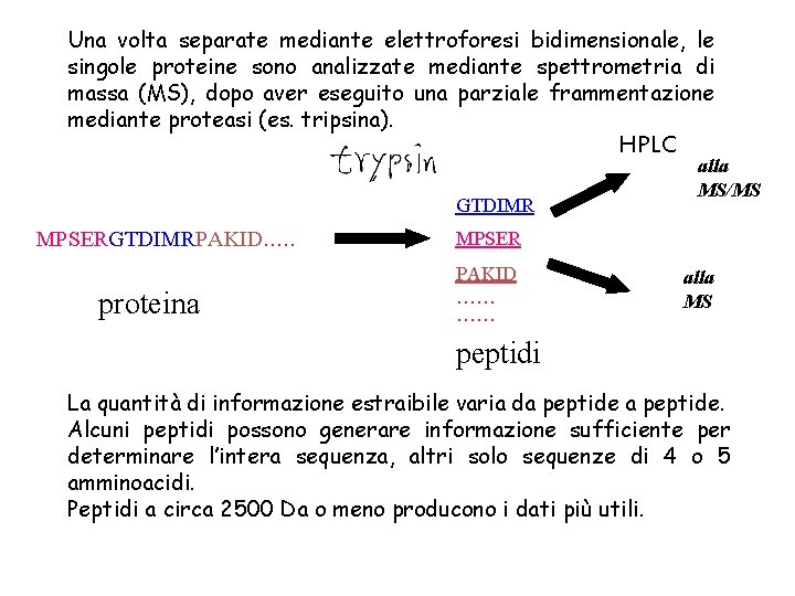 Una volta separate mediante elettroforesi bidimensionale, le singole proteine sono analizzate mediante spettrometria di