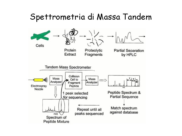 Spettrometria di Massa Tandem 