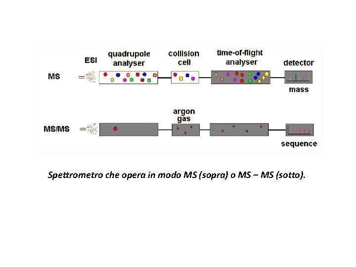 Spettrometro che opera in modo MS (sopra) o MS – MS (sotto). 