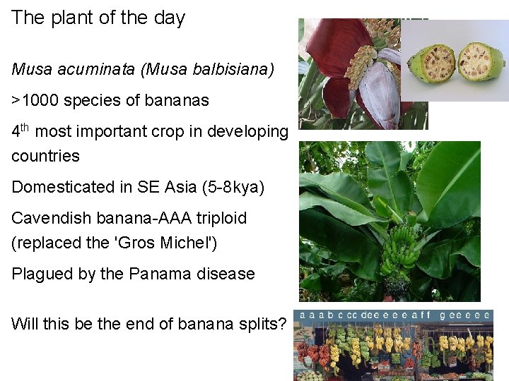 The plant of the day Musa acuminata (Musa balbisiana) >1000 species of bananas 4