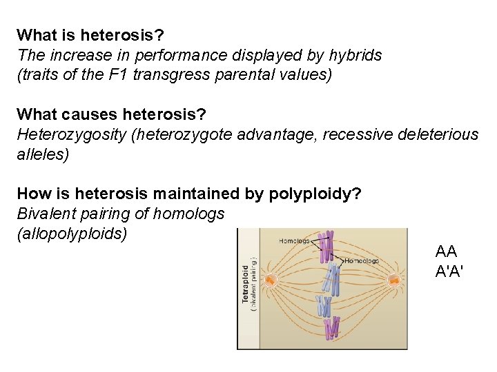 What is heterosis? The increase in performance displayed by hybrids (traits of the F