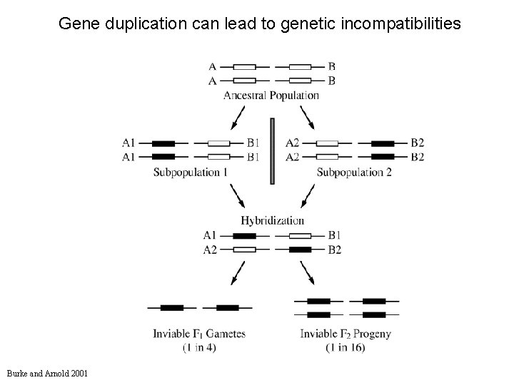 Gene duplication can lead to genetic incompatibilities Burke and Arnold 2001 