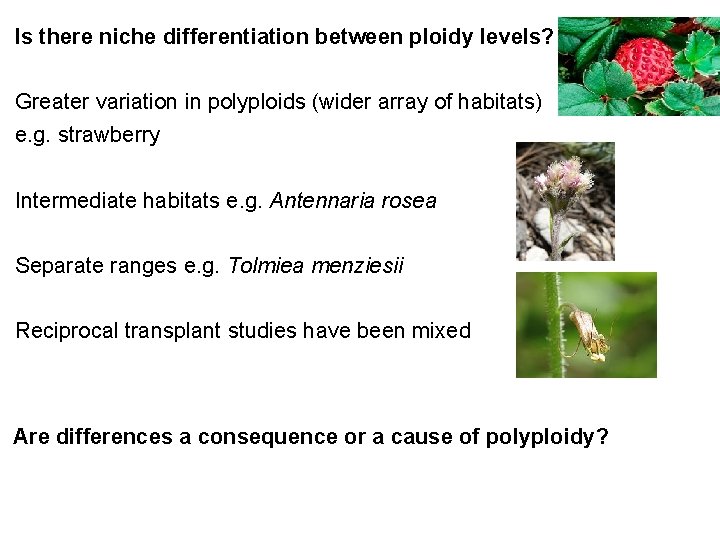 Is there niche differentiation between ploidy levels? Greater variation in polyploids (wider array of