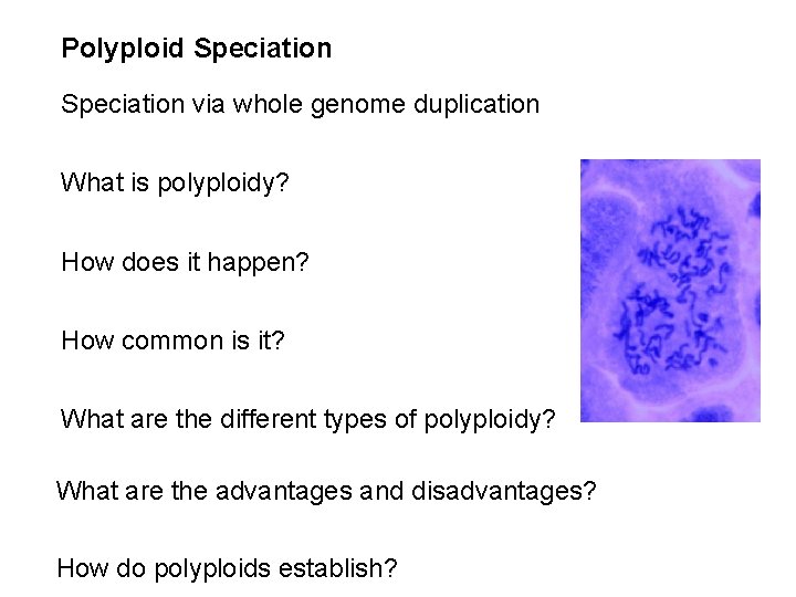 Polyploid Speciation via whole genome duplication What is polyploidy? How does it happen? How