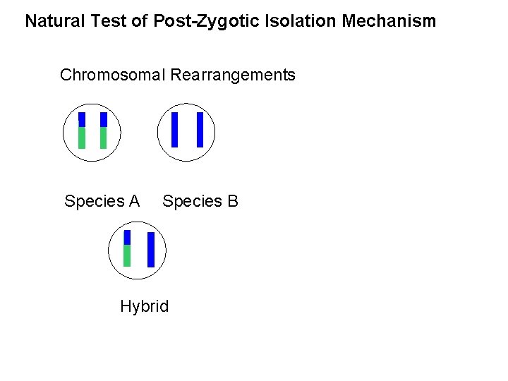Natural Test of Post-Zygotic Isolation Mechanism Chromosomal Rearrangements Species A Species B Hybrid 