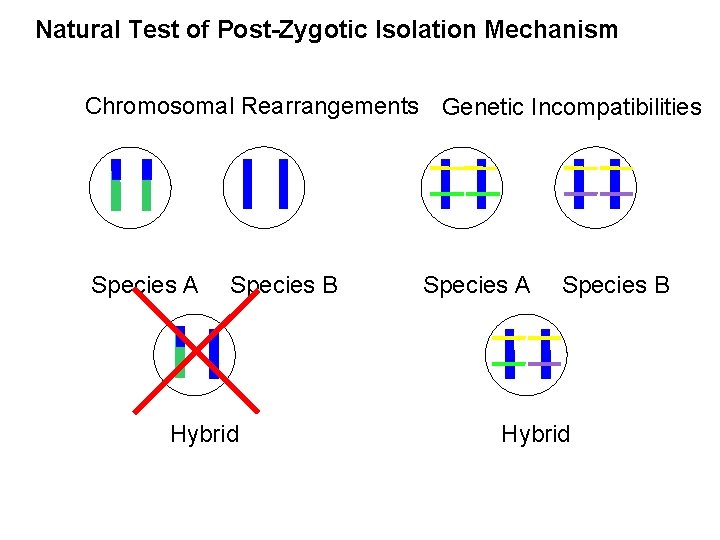 Natural Test of Post-Zygotic Isolation Mechanism Chromosomal Rearrangements Genetic Incompatibilities Species A Species B