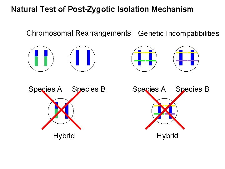 Natural Test of Post-Zygotic Isolation Mechanism Chromosomal Rearrangements Genetic Incompatibilities Species A Species B