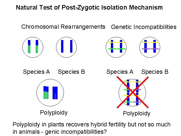 Natural Test of Post-Zygotic Isolation Mechanism Chromosomal Rearrangements Genetic Incompatibilities Species A Species B