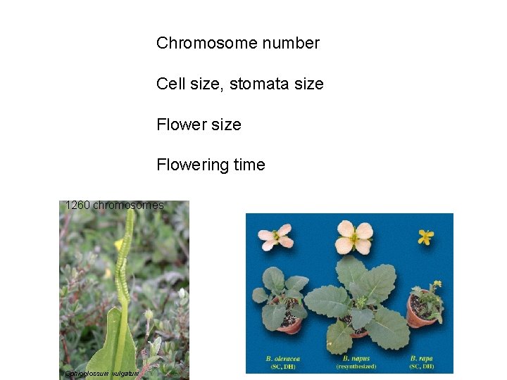 Chromosome number Cell size, stomata size Flowering time 1260 chromosomes Ophioglossum vulgatum 