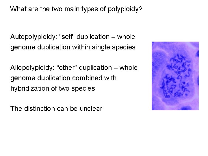 What are the two main types of polyploidy? Autopolyploidy: “self” duplication – whole genome