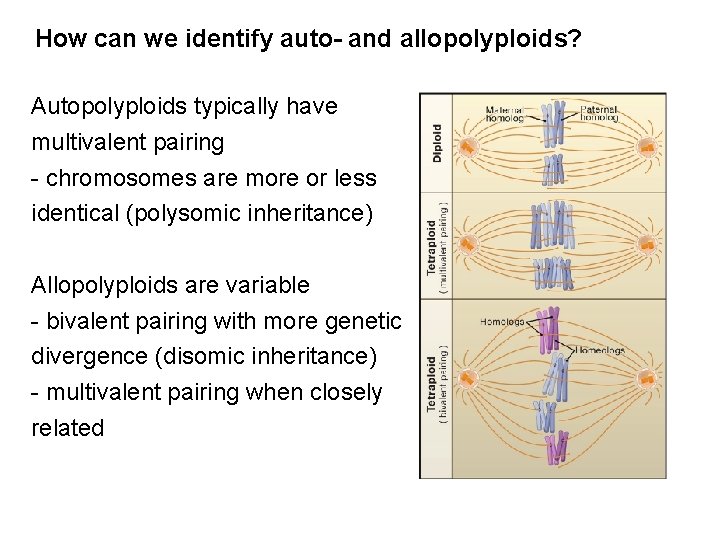 How can we identify auto- and allopolyploids? Autopolyploids typically have multivalent pairing - chromosomes