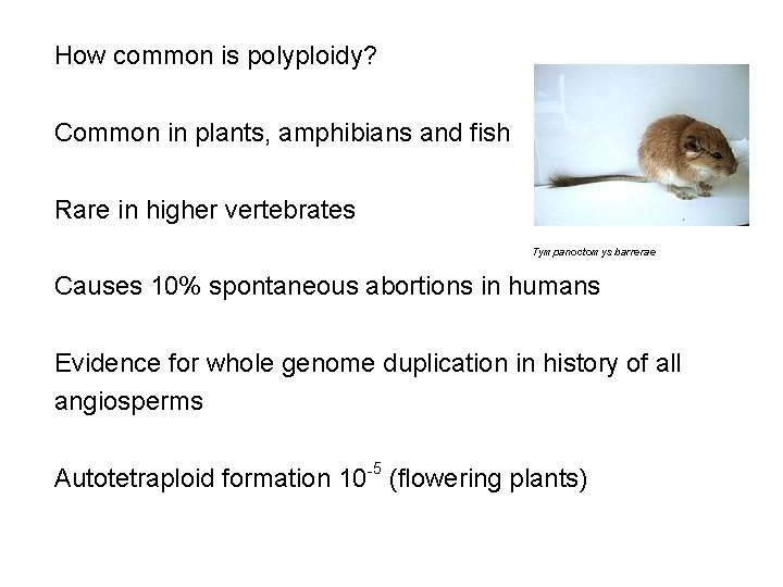 How common is polyploidy? Common in plants, amphibians and fish Rare in higher vertebrates