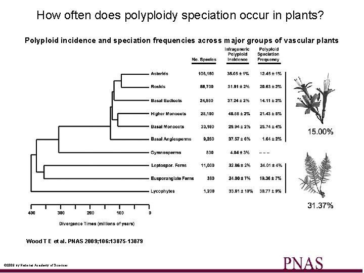 How often does polyploidy speciation occur in plants? Polyploid incidence and speciation frequencies across