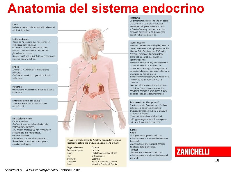 Anatomia del sistema endocrino 10 Sadava et al. La nuova biologia. blu © Zanichelli