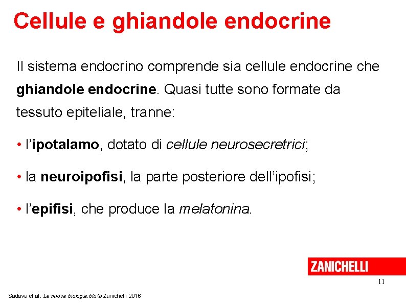 Cellule e ghiandole endocrine Il sistema endocrino comprende sia cellule endocrine che ghiandole endocrine.